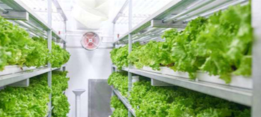 solution frigorifique